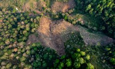 Европейският съюз отлага закона за борба с обезлесяването след сериозен натиск