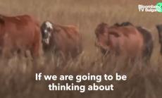 Дронове-овчари