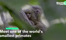 Един от най-малките примати в света