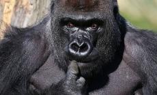 Потребителите на WallStreetBets имат нова инвестиционна цел - горилите 