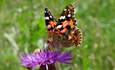 Пеперудите изчезват - ще опрашваме ли растенията със скъпоструващи инсталации