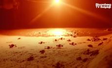 Морските костенурки се завръщат в Тайланд