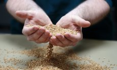 Цената на пшеницата расте след спад в зимната реколта заради лошо време