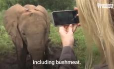 Спадът в туризма застрашава дивите животни в Кения