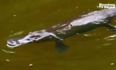 Застрашените птицечовки в Австралия