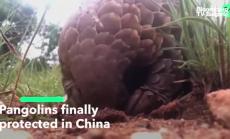 Броненосците са вече защитен вид в Китай