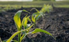 Функционалните храни свързват българската традиция и бъдещето на здравето