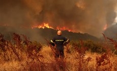 Световните гори се справят много по-добре, отколкото си мислим