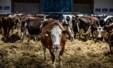 Най-големият износител на месо в ЕС може да намали добитъка с 30% заради климата