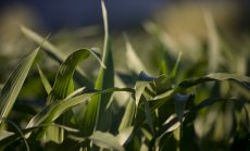 Търговската война заплашва продажбите на 12 млн. т. земеделска продукция от САЩ