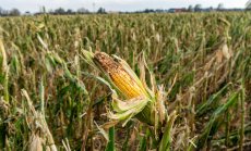 Засушаването, пазарният натиск и Зелената сделка пречат на земеделието у нас 