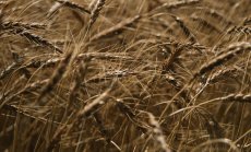 Намаляващите цени на храните могат да укротят световната инфлация