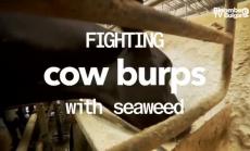 Водорасли може да намалят газовете от добитъка