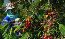 Цената на кафето и захарта ще остане висока заради Ел Ниньо 