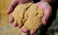 Още лоши новини за захарната индустрия в Европа - Египет увеличава местното производство