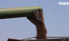 Австралия одобри $15 млн за борба с мишките