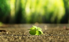 Оптимизъм назаем 