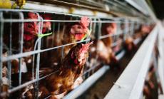 Отглеждането на животни в клетки трябва да спре в ЕС до 2027 г.