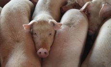 Успешна трансплантация на свински бъбрек бележи нов медицински пробив