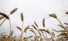 Жътвата в Украйна започва, но силозите още са препълнени със старата реколта