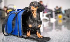 България Еър премахва таксите си за превоз на домашни любимци за украински бежанци