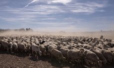 Испания представи пакет от 2,4 млрд. долара за борба със сушата 