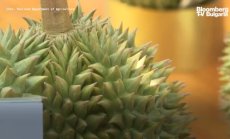 Защита на тайландския износ на дуриан