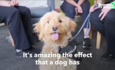 Кучета като терапия за здравните работници