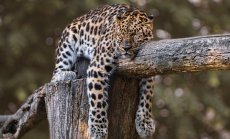 "Сънят е рисков капитал": работодателите се събуждат за ползите от дрямката