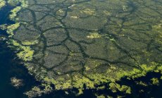 Инвазивните видове нанасят щети от 423 милиарда долара всяка година