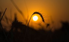 Русия е пожънала 1 милиард долара от пшеница в окупираната Украйна