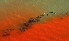 Океаните се нагряват, а Ел Ниньо само ще влоши положението с климата