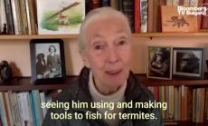 Джейн Гудол говори за защитата на шимпанзетата в Африка