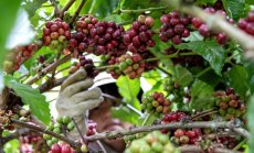 Кафето бавно, но сигурно се превръща в луксозна стока