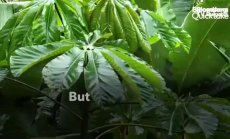 Бразилска Амазония е близо до прелом