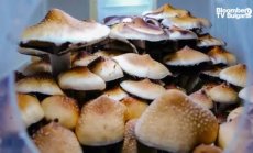 Рисковият капитал и психеделичните наркотици