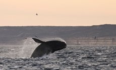 Китовете са новите дървета: нито едно от тях нямa да спаси климата