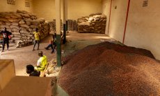 Въпреки растящата цена на какаото, потреблението на шоколад също се увеличава