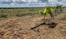 Сушата изстреля цената на ориза до 15-годишен връх