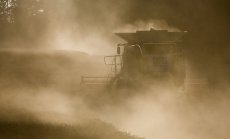 Цените на пшеницата остават изключително волатилни