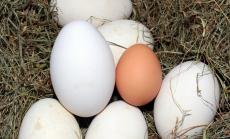 Загубите за фермерите от птичия грип се очаква да възлязат на няколко милиона лева