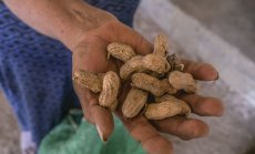 Фъстъци с празни черупки са последната жертва на сушата в Китай