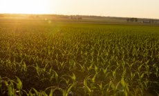 Цената на пшеницата се покачва заради урагана Айда