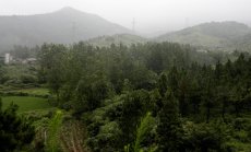 Китай засилва засаждането на дървета, за да постигне нетни нулеви емисии