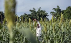 Хилядолетна земеделска техника пречи на плановете на ЕС