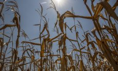 Сушата в САЩ ще увеличи натиска върху цените на храните