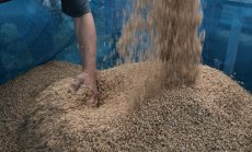 Пазарът на ориз се подготвя за още по-голям стрес - Ел Ниньо започва да върлува