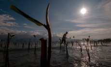 След критики големите компании тихо финансират собствени въглеродни компенсации