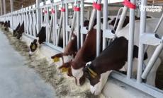 Няма пострадали животни в производството на това месо, част 3