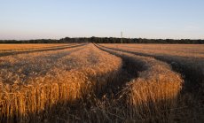 Нарастващите доставки от Крим показват кражбата на зърно от Украйна